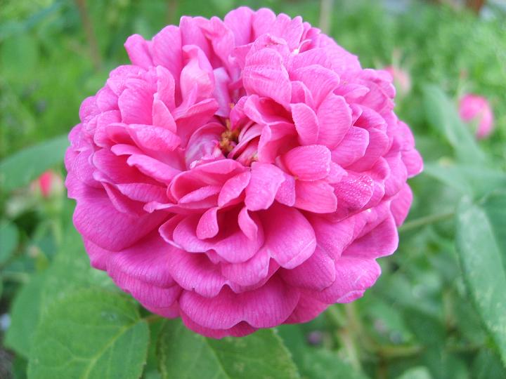 Rose de Rescht 2.JPG - ROSE DE RESCHT (Okänt ursprung. I kultur före 800).

En höst-damascenerros, sedan länge en favorit bland rosentusiaster. Enastående vackra blommor som är tätt fyllda, nästan klotformade med en skål i toppen. Blommorna har en omotståndligt vacker mörkt karminröd färg som intensifieras med tiden. En rikligt blommande ros med doft av äpple och mandel bra för tillverkning av vinäger, gelé, marmelad fin färg & smak,. Härdig och frisk. Uppkallad efter staden Rescht i Iran, odlades i Persien för rosenolja. Storlek: 1.5x1.2m. Zon V.